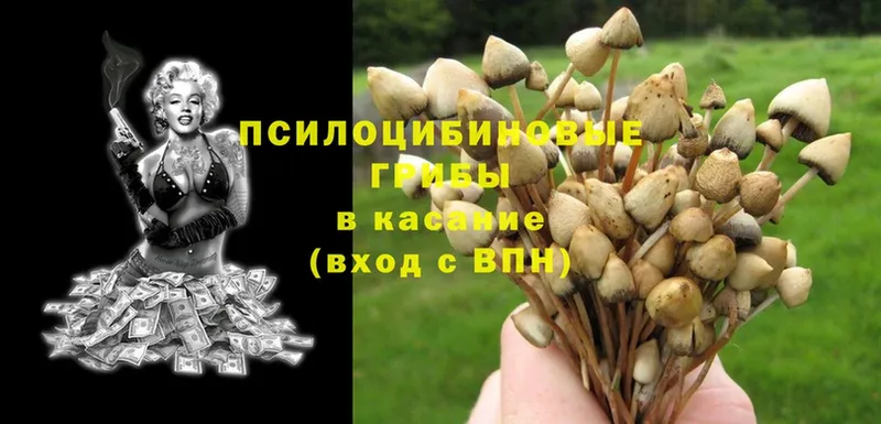 Галлюциногенные грибы Magic Shrooms  наркошоп  Бабушкин 